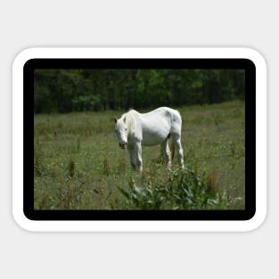 Wild Horse Sticker